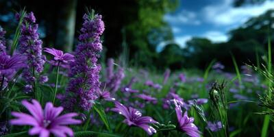 Purple wildflowers bloom under a vibrant sky in a lush meadow during late afternoon hours photo