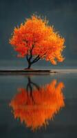 Vibrant orange tree reflects in calm water during autumn sunset at a serene lakeside photo