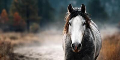 Majestic grey horse standing in a misty meadow during early morning light photo
