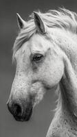 Majestic white horse posing gracefully against a neutral backdrop, showcasing its beauty and elegance in a close-up view photo