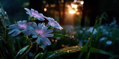 Delicate wildflowers glimmer with morning dew under soft sunlight in a serene forest setting photo