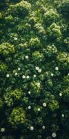 Lush green meadow filled with blooming wildflowers during a sunny day photo