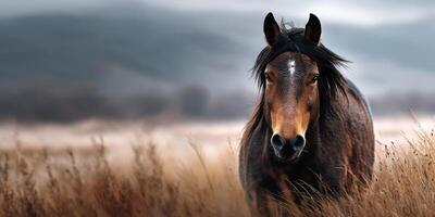 Majestic horse standing in tall grass against a moody sky in a tranquil natural landscape photo