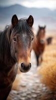 Horses in a golden field against a mountainous backdrop during late afternoon light photo