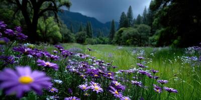 Vibrant purple flowers bloom in a meadow surrounded by tall trees under a dramatic sky in an outdoor setting photo