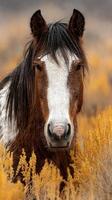 Wild horse stands proudly amidst golden grasslands on a cloudy day in the wilderness photo