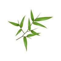Illustration of a bamboo branch with lush green leaves. Realistic style on a white background. Ideal for nature themes and ecofriendly designs. vector