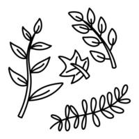 set doodle garden branches and a maple leaf. Various branches, leaves. Contour monochrome isolated illustration. Greenery in the garden. Suitable for decorating children's and nature projects, prints vector