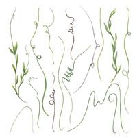 Abstract curling vines with delicate tendrils and flowing stems watercolor illustration set isolated background. Green grasses with leaves clip art modern botanical designs, textile pattern vector