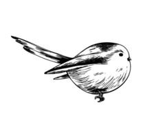 Long-tailed tit, bird side view very cute, funny, realistic. Graphic line art hand drawn ink black and white illustration clip art. Separate element isolated vector