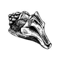 Underwater world clip-art with seashell Graphic illustration hand drawn in black ink. Isolated object EPS vector