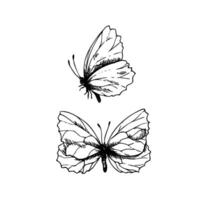 Butterflies are delicate, side and top view. Graphic line art hand drawn ink black and white illustration clip art. Set of separate elements isolated vector