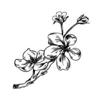 A branch of apple flowers with buds and buds of delicate style. Graphic line art hand drawn ink black and white illustration clip art. A separate element isolated vector