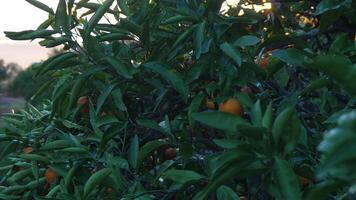 Oranges Tree Grove Sunset. California citrus orchard harvest autumn evening. photo