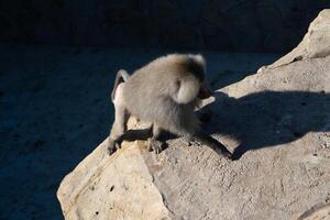 Monkey Rock Climbing Shadow Zoo photo