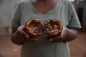 Close-up of a split Theobroma cacao, cacao pod with cocoa beans inside. photo