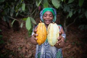 Close up of two cocoa pods held in the hand by a farmer, focus on the cocoa pods and background out of focus photo