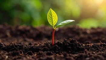Close up of a young sprout emerging from nutrient-rich soil with soft warm sunlight photo