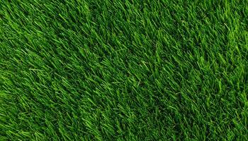 Dense green grass field with rich texture and glowing color under soft daylight photo
