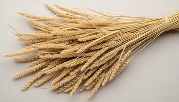 Close up of dried wheat bundle with intricate texture and soft golden hues against a white background photo
