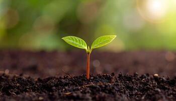 Close up of a young sprout emerging from nutrient rich soil with soft warm sunlight photo