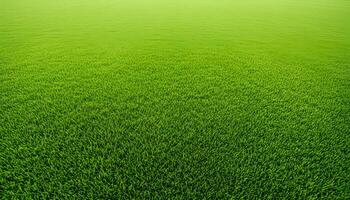 Expansive green field with dense fresh grass filling the entire frame in natural light photo