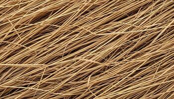 Close up of dried wheat with rich texture and soft golden tones against a bright white background photo