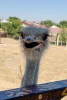 A vertical close-up of an ostrich highlighting its large eyes, beak, and textured feathers. The bird's curious expression stands out against a blurred natural background photo