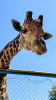 Low-angle close-up of a giraffe gazing down. Its long neck and distinctive coat pattern are highlighted against a clear sky. photo