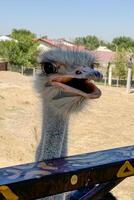 A close-up portrait of an ostrich with a sharp focus on its facial features. The vertical frame enhances the birds long neck and expressive gaze. photo