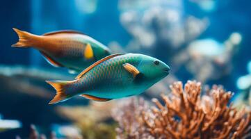 A vibrant tropical fish swimming among colorful corals photo