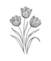 Monochrome Line Art Tulip Illustration with Elegant Petal Details and Flowing Stems in Botanical Sketch Style vector
