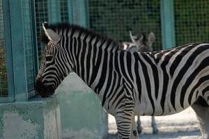 Zebra Enclosure Zoo Animal Stripes. A zebra stands near a green metal fence, its head resting on a concrete block. A second zebra is partially visible behind it. photo