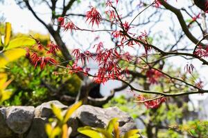 Delicate red leaves of Japanese maple Acer palmatum with deeply cut edges on curved branches, lit by sunlight in an ornamental garden photo
