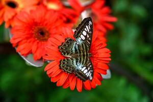 Closeup of Parthenos sylvia butterfly with blue wings sitting on a gerbera flower. Captured from above in Singapore Butterfly Garden. photo