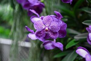 Horizontal photo of bluish violet Vanda orchid in bloom. Rich tropical tones and petal texture ideal for cards, themes or background use.