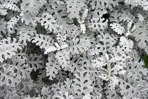 Top view of the textured silver foliage of Dusty Miller Jacobaea Maritima, also known as Silver Ragwort. Fine, intricate leaves create a natural botanical background photo