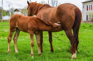 Foal drinks milk from mare in a rural field. A quiet moment of animal bonding on a green pasture in spring, no sky visible in background photo
