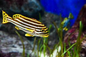 Striped sweetlips fish with bold patterns swims near colorful reef in warm tropical ocean habitat. photo