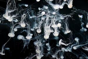 Delicate Chrysaora pacifica jellyfish float effortlessly in an aquarium, their long tentacles trailing like silk threads in the tranquil blue water. photo