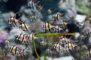 Several Banggai cardinalfish with striped silver bodies and long black fins swim in a tropical aquarium in Singapore. Close view of the peaceful species. photo
