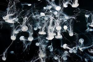 In a dimly lit tank, Japanese sea nettles Chrysaora pacifica glide with fluid motion amid ambient light, their delicate tentacles forming a mesmerizing display against a mysterious background photo