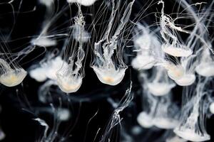 A mesmerizing Chrysaora pacifica jellyfish glides through the water, its translucent bell pulsing gently, casting delicate shadows in the serene aquarium photo