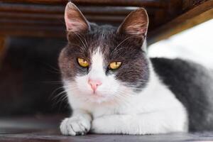 Close-up of a gray and white cat with yellow eyes lying under a bench. Calm and curious expression, soft natural light photo