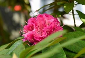 Closeup of vivid pink Rhododendron Nova Zembla flower with ruffled petals and dark green leaves, known also as azalea, in natural garden light photo