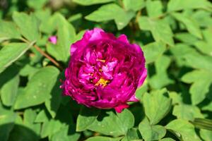 Close-up top view of a vibrant fuchsia pink tree peony flower in full bloom, soft blurred background, floral natural beauty photo