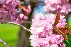 Pink Cherry Blossoms and Brown Leaves on Branch in Harrogate, Yorkshire, UK. photo