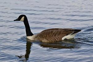 Canada Goose Swimming in Water in Bushy Park, London, UK. photo