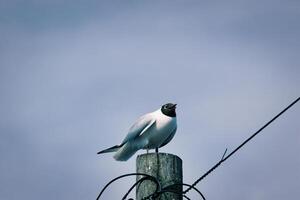 Black-headed Gull Perched on Wooden Post with Wires photo