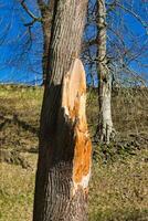Damaged Tree Trunk with Exposed Wood in Grassy Woodland at Studley Royal Park, UK. photo